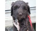 Portuguese Water Dog Puppy for sale in Hillsborough, NH, USA