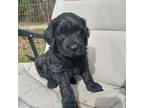 Portuguese Water Dog Puppy for sale in Hillsborough, NH, USA