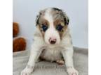 Border Collie Puppy for sale in Forsyth, GA, USA