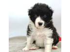 Border Collie Puppy for sale in Forsyth, GA, USA