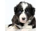 Border Collie Puppy for sale in Forsyth, GA, USA