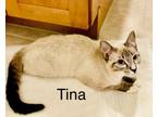 Adopt Tina a Siamese