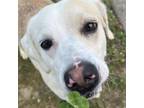 Adopt Rue a Labrador Retriever, Mixed Breed