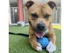 Adopt Bethany a Pit Bull Terrier