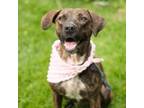 Adopt Sally a Plott Hound