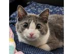 Adopt Honey a Domestic Short Hair