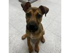 Adopt Kelly a Terrier