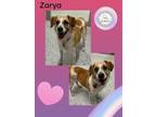 Adopt Zarya a Border Collie