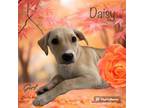 Adopt Daisy a Labrador Retriever