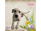 Adopt Dahlia a Labrador Retriever