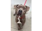 Adopt Faye a American Staffordshire Terrier