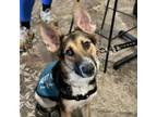 Adopt Hera a German Shepherd Dog