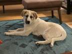Adopt Whiskey a Great Pyrenees