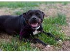 Adopt Dee Dee a American Staffordshire Terrier