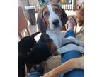 Adopt Fibi a Treeing Walker Coonhound