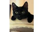 Adopt Violet a Domestic Short Hair