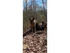 Adopt Momma Ellie a German Shepherd Dog