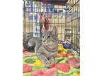 Adopt Pennys : Misty a Domestic Short Hair