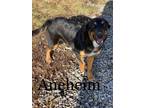 Adopt Anaheim a German Shepherd Dog, Mixed Breed
