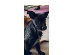 Adopt Eclair a Terrier, Mixed Breed