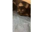 Adopt Greta a Domestic Short Hair