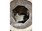 Adopt Crme a Domestic Short Hair