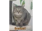 Adopt Bretzel a Domestic Short Hair