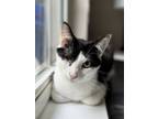 Adopt Priscilla a Domestic Short Hair