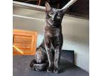 Adopt Millicent a Bombay, Domestic Short Hair