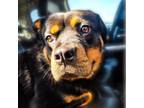 Adopt Hilda a Rottweiler