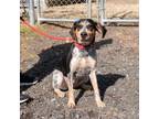 Adopt Mackensie a Cattle Dog, Beagle