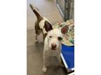 Adopt Macie a Terrier, Mixed Breed