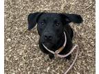 Adopt Mango a Labrador Retriever