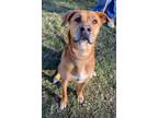 Adopt Eloise a Rhodesian Ridgeback, Anatolian Shepherd