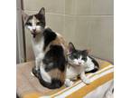 Adopt Chloe a Domestic Short Hair