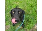 Adopt Remi a Black Labrador Retriever