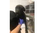 Adopt earth a Labrador Retriever, Mixed Breed