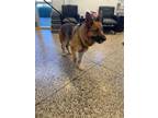Adopt A042299 a German Shepherd Dog