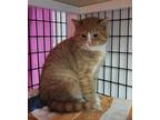 Tuffnut Domestic Shorthair Kitten Male