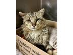 Baloo Domestic Longhair Senior Male