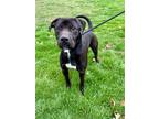 Rex American Pit Bull Terrier Adult Male