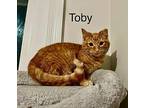 Toby 11 Domestic Shorthair Kitten Male