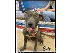 Evie Mixed Breed (Large) Adult Female