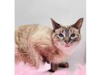 Coco (Emmy III) Domestic Shorthair Adult Female