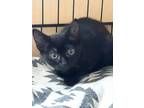 Adopt Buffy - Sky (Blue Collar) a Domestic Short Hair