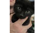 Adopt Buffy - Ebony (pink collar) a Domestic Short Hair