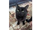 Adopt Venetia a Domestic Short Hair