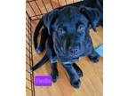 Adopt Harlie a Black Labrador Retriever