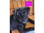 Adopt River a Black Labrador Retriever