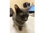 Misty Domestic Shorthair Adult Female